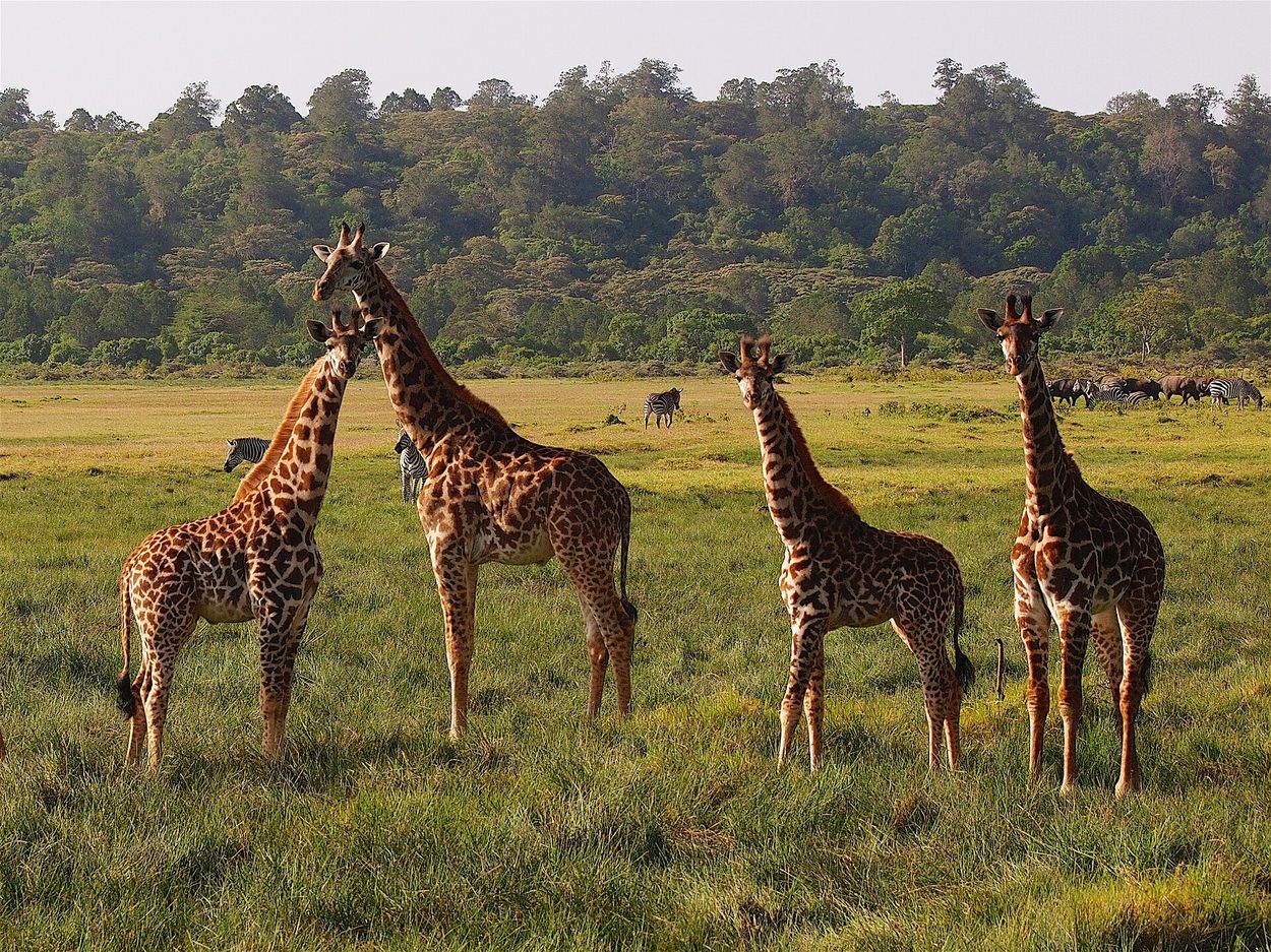 Giraffe grazing on open grassland below forest in Arusha National Park