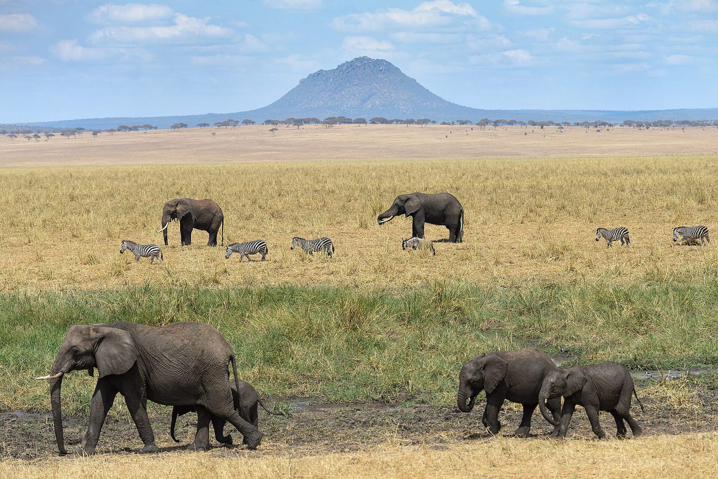Elephants and zebra crossing open grassland in Tarangire National Park